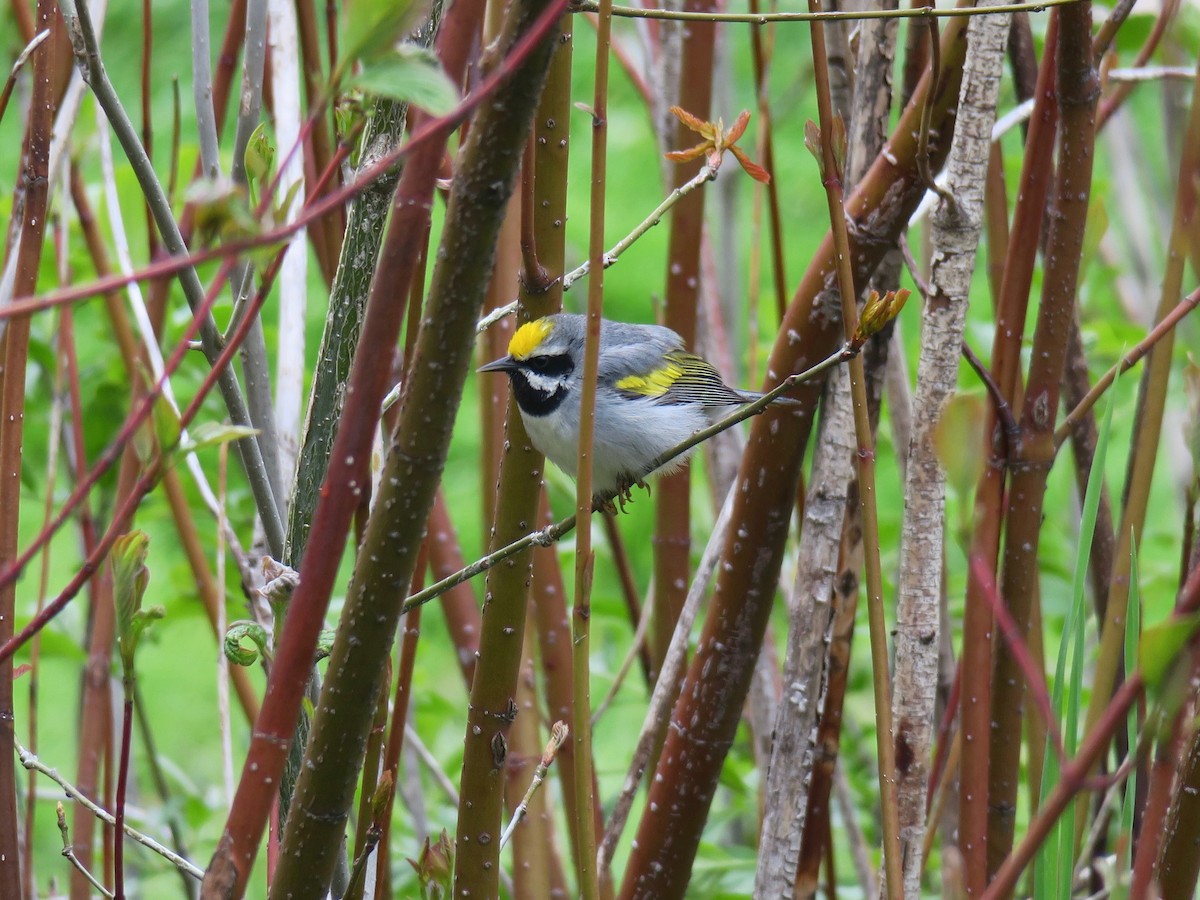 Paruline à ailes dorées - ML503935351