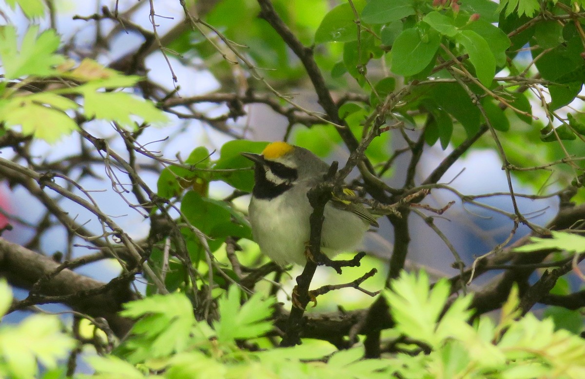 Goldflügel-Waldsänger - ML503935371