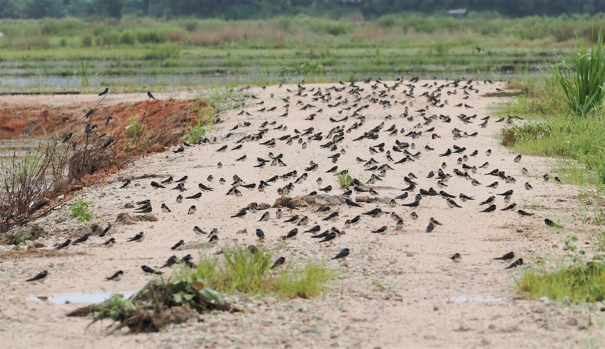 Barn Swallow - ML503937761