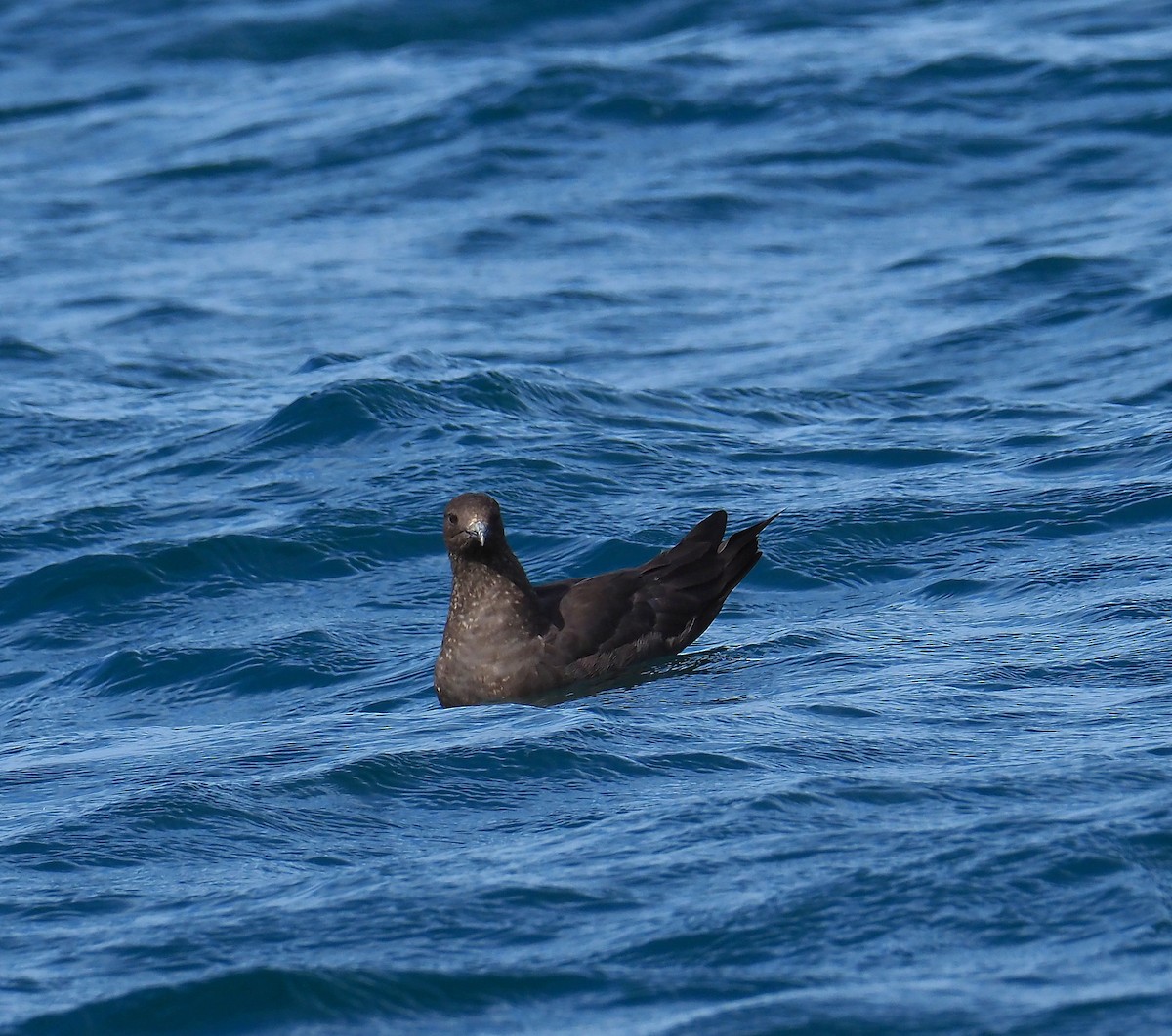 Parasitic Jaeger - John Baas