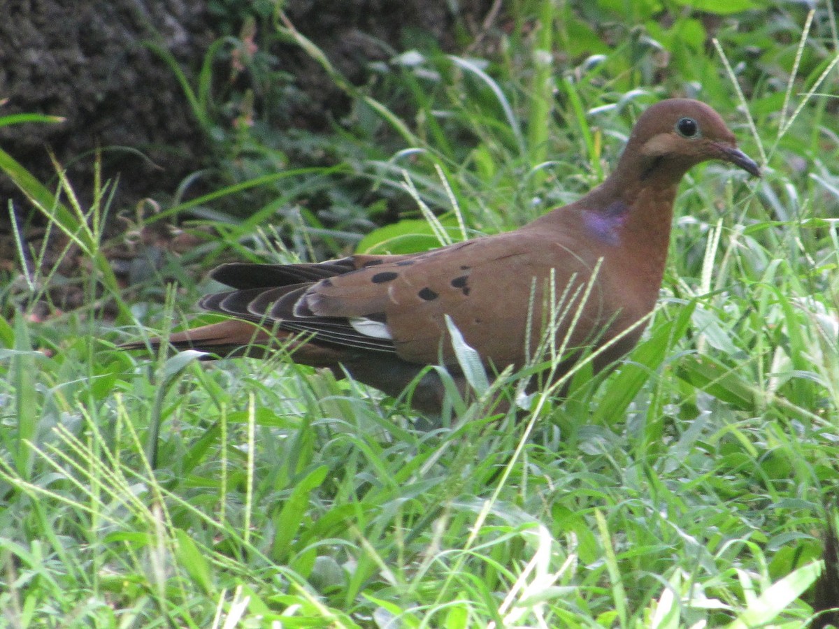 Zenaida Dove - Loren Hintz