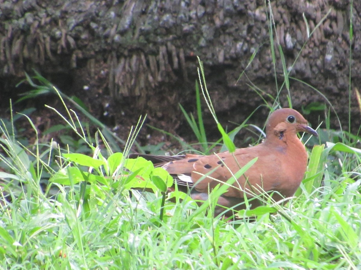 Zenaida Dove - Loren Hintz