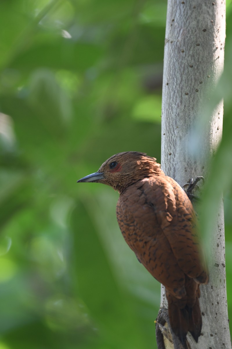 Rufous Woodpecker - ML503938311