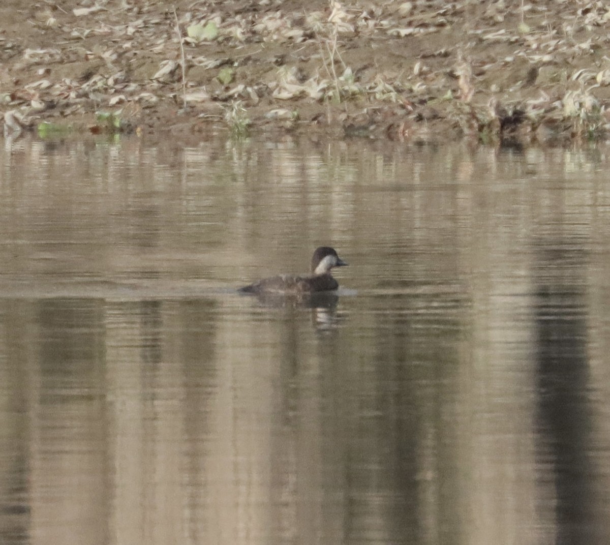 Black Scoter - ML503938491