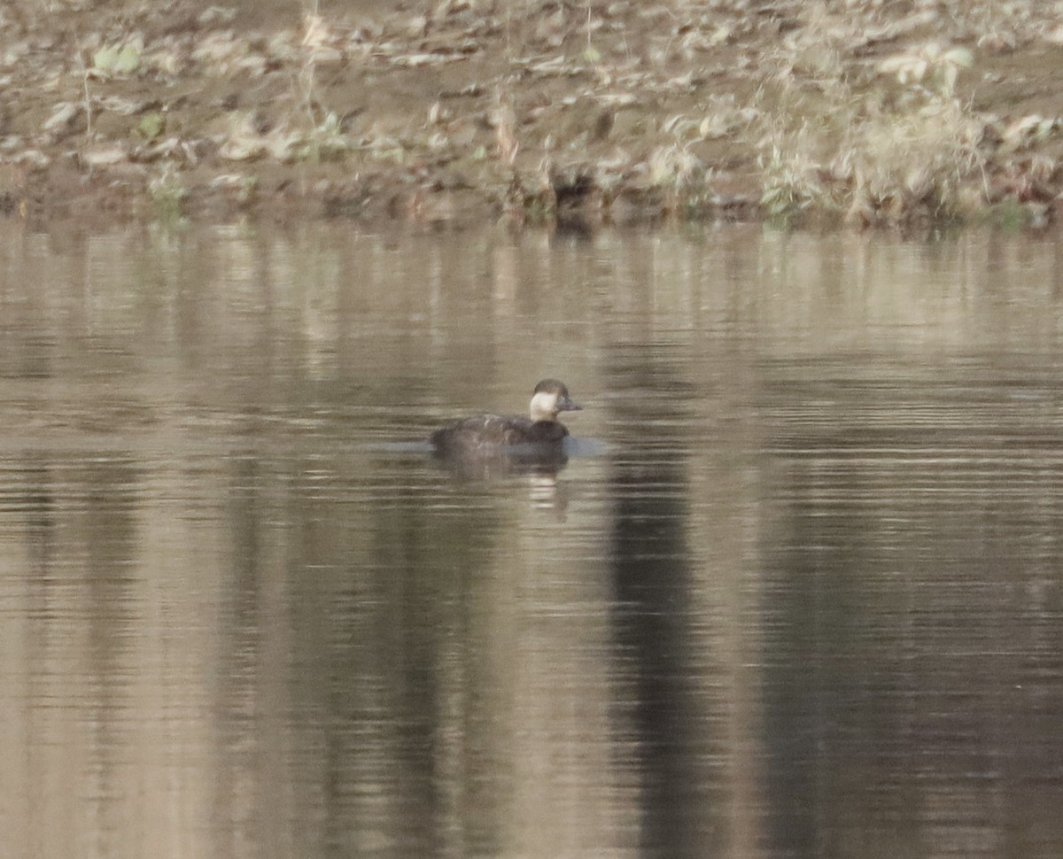 Black Scoter - ML503938501