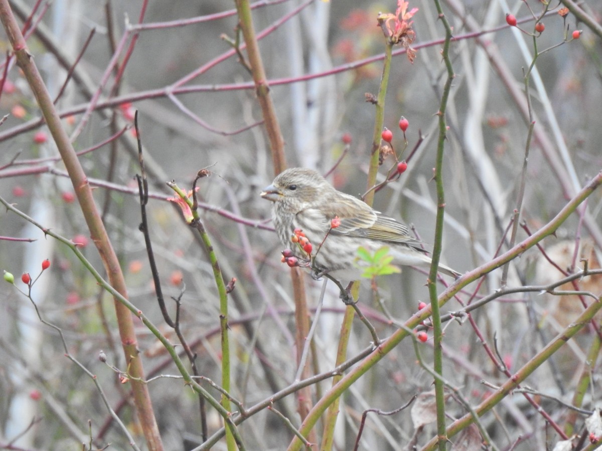 Purple Finch - ML503938691