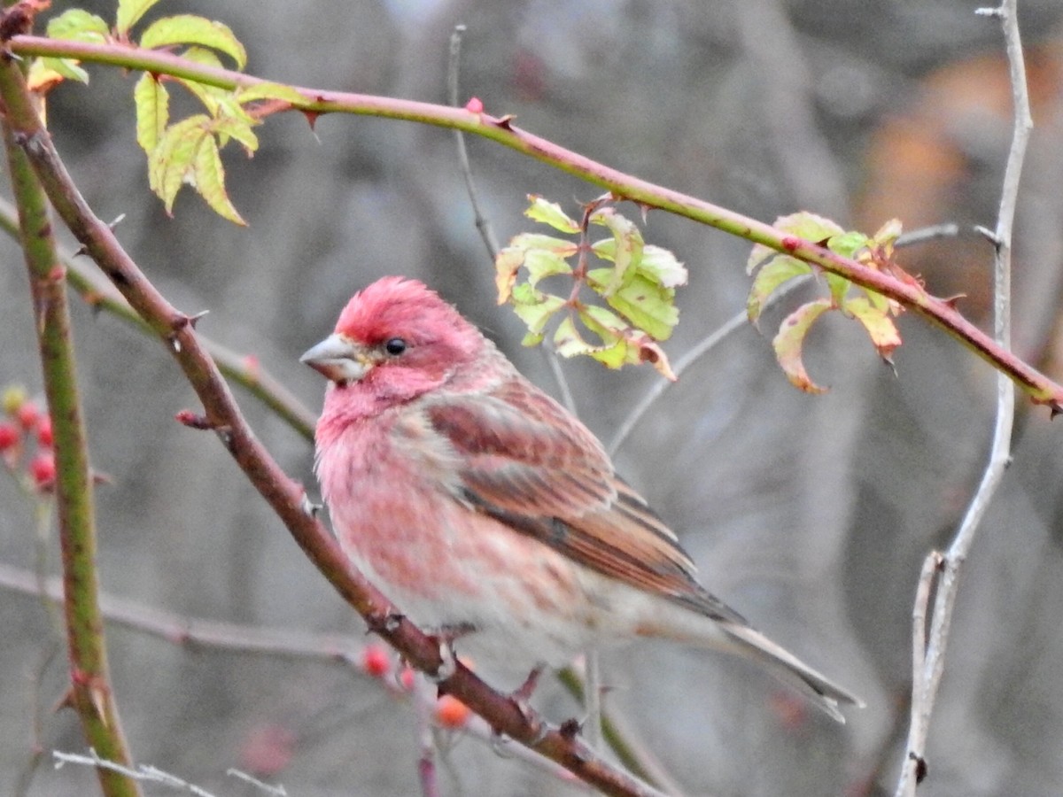 Purple Finch - ML503938701