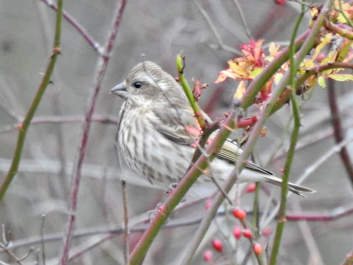 Purple Finch - ML503938821