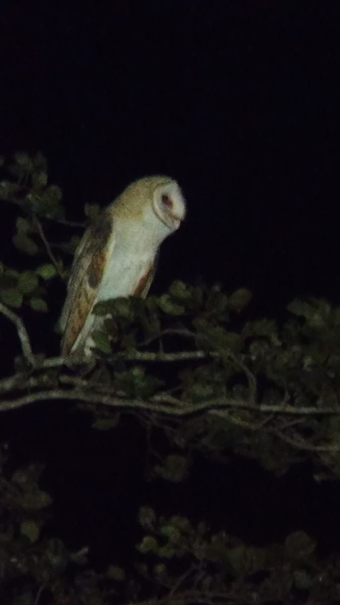 Barn Owl - ML503938851