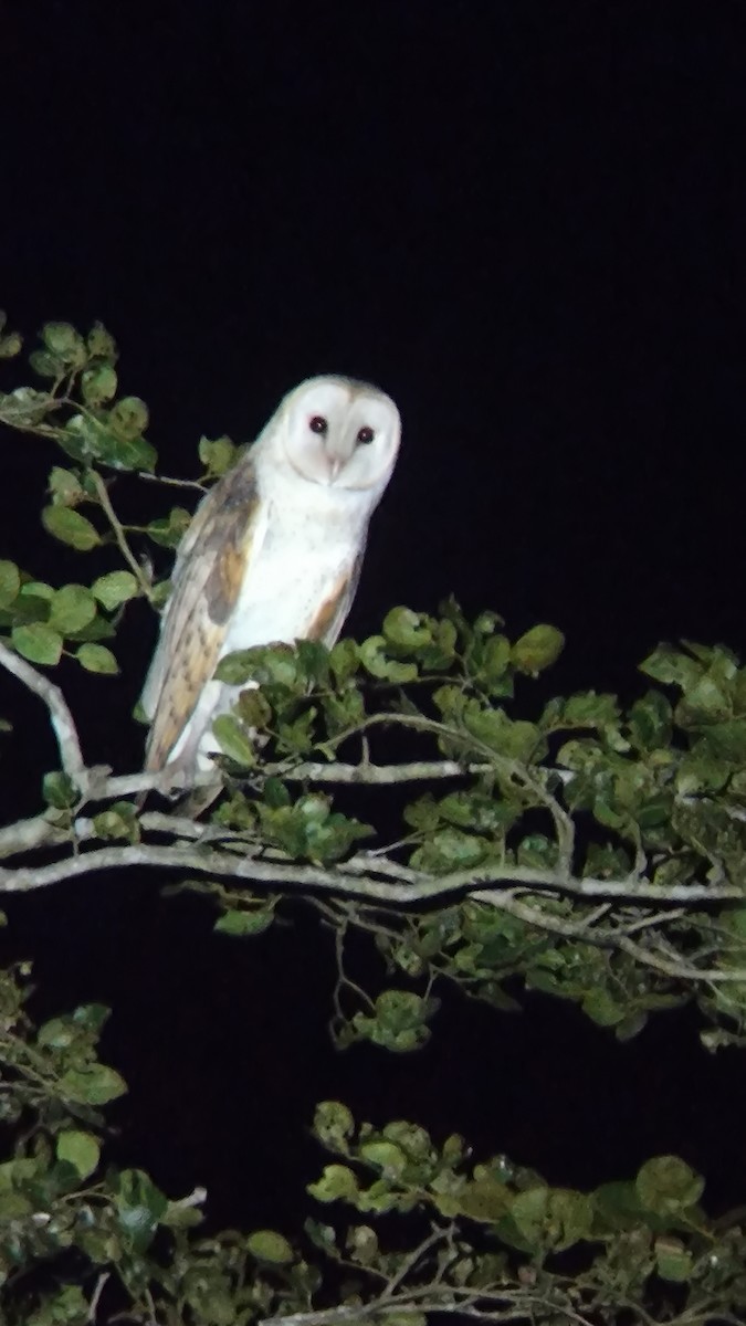 Barn Owl - ML503938871