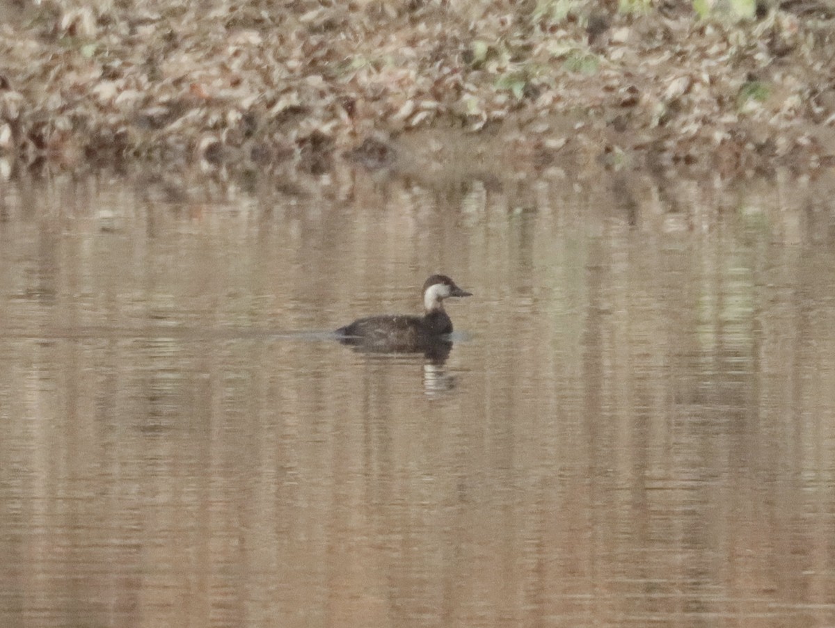 Black Scoter - ML503938881