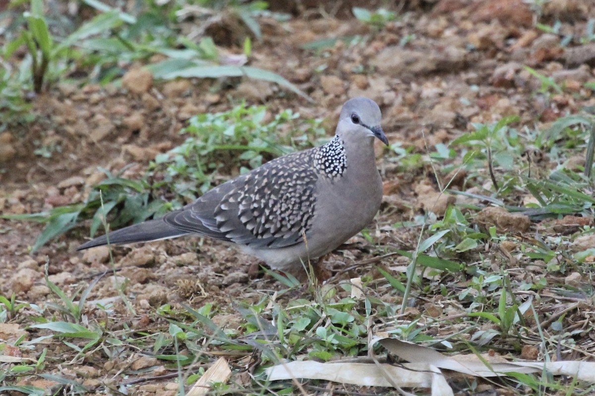 Spotted Dove - ML503939071