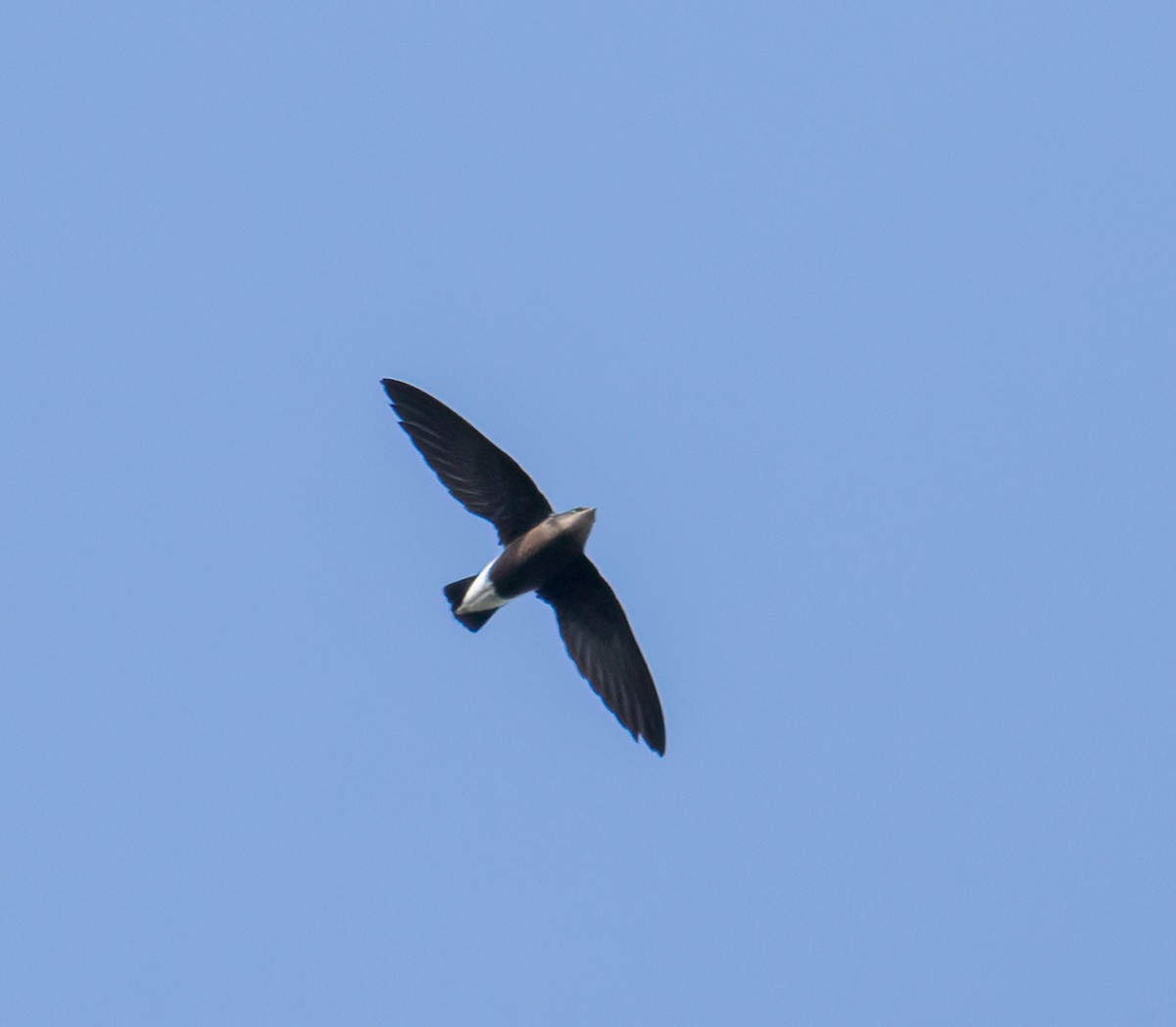 Silver-backed Needletail - ML503939721