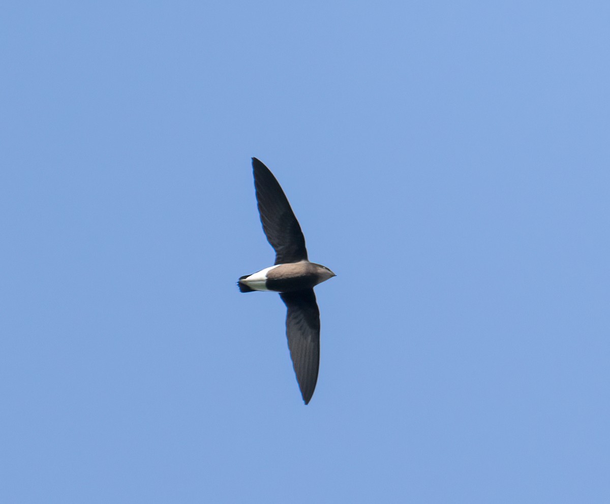 Silver-backed Needletail - ML503939731