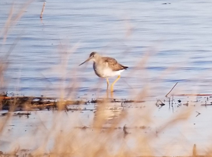 Greater Yellowlegs - Yves Gauthier (Mtl)