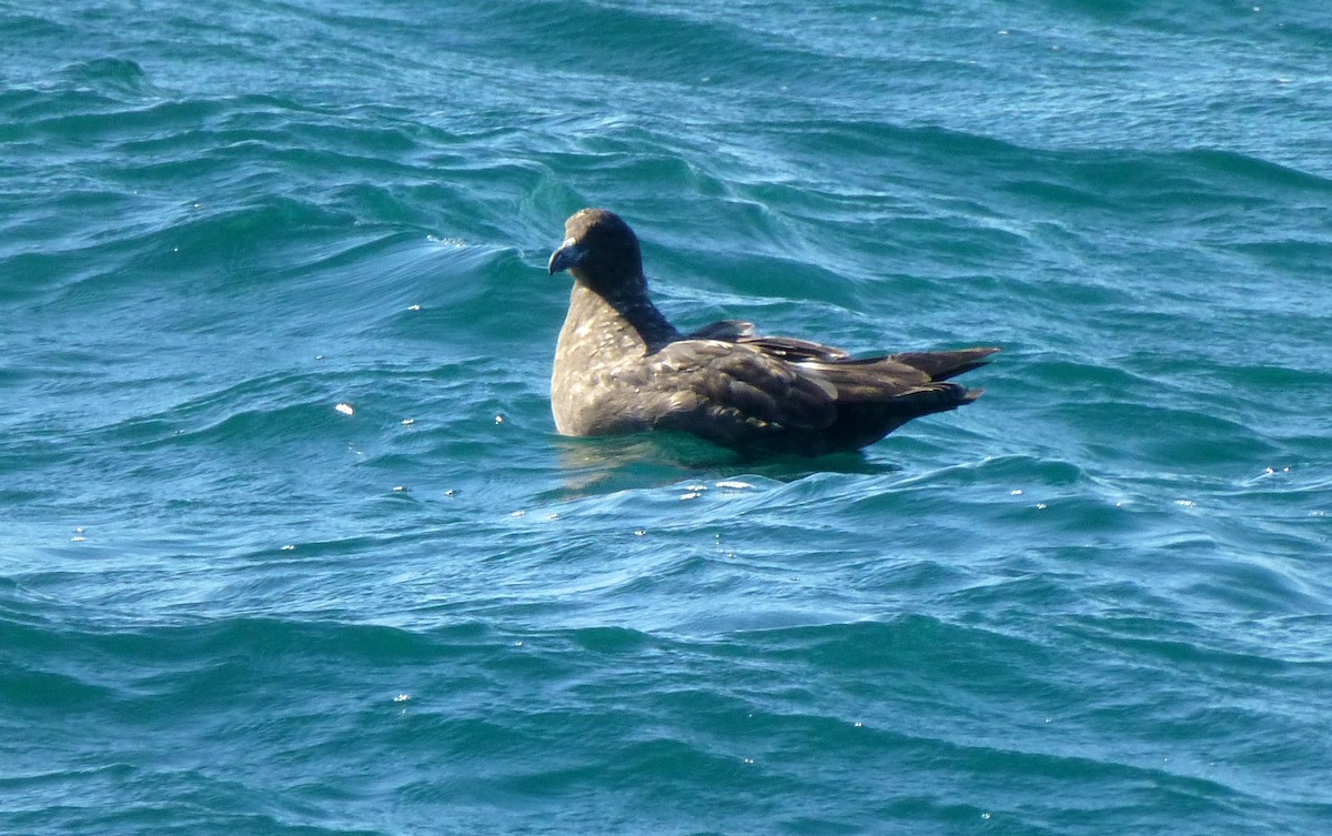 Brown Skua - ML503941651