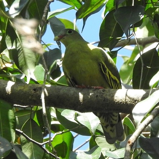 Thick-billed Green-Pigeon - Ayanish Dey
