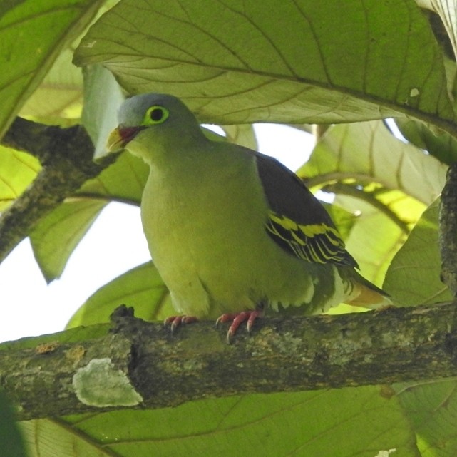 Thick-billed Green-Pigeon - Ayanish Dey