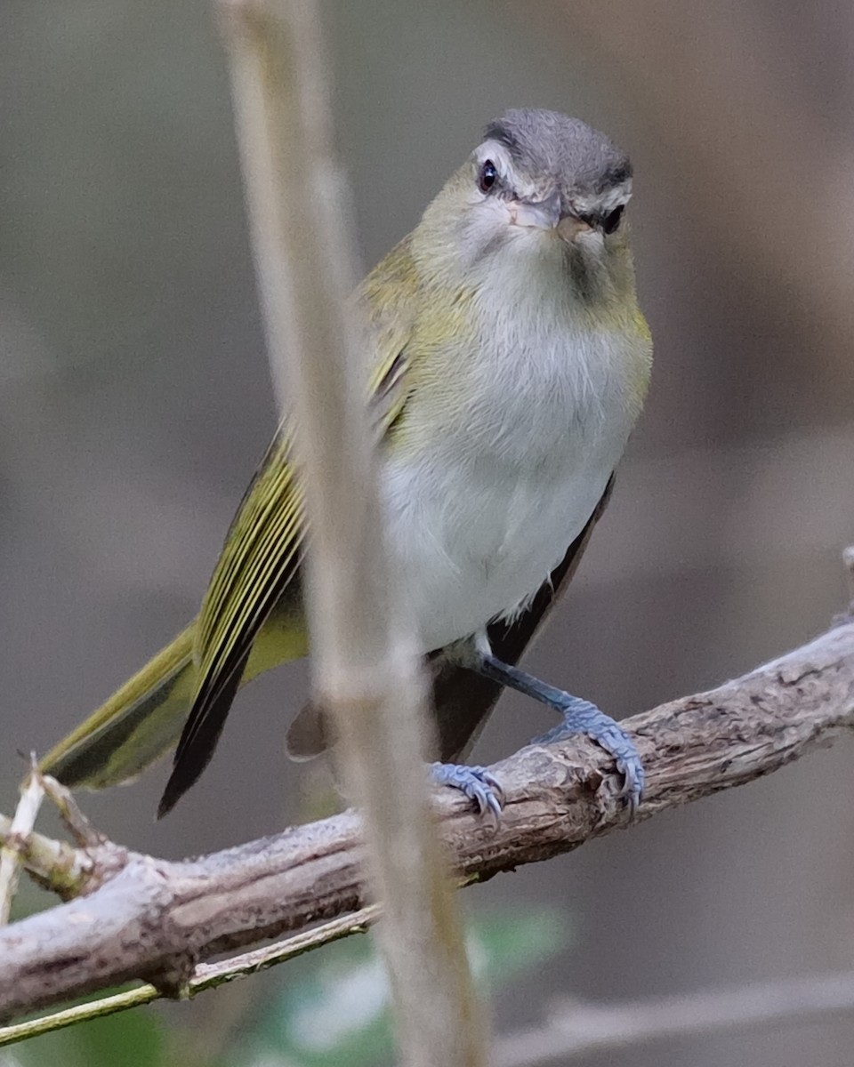 Bıyıklı Vireo - ML50394261