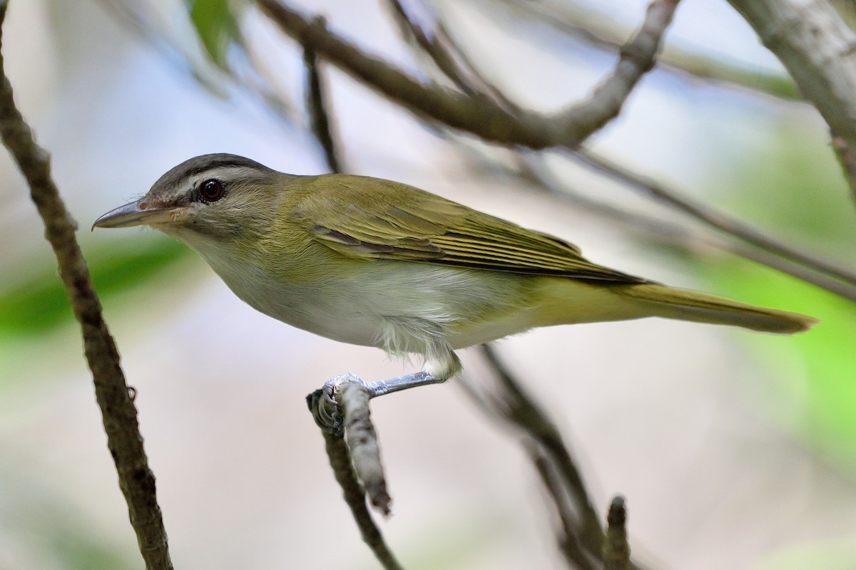 Black-whiskered Vireo - ML50394301