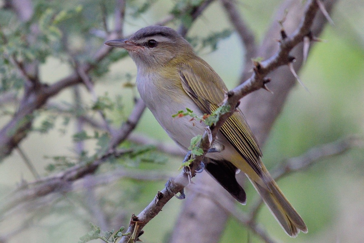 skjeggvireo - ML50394311