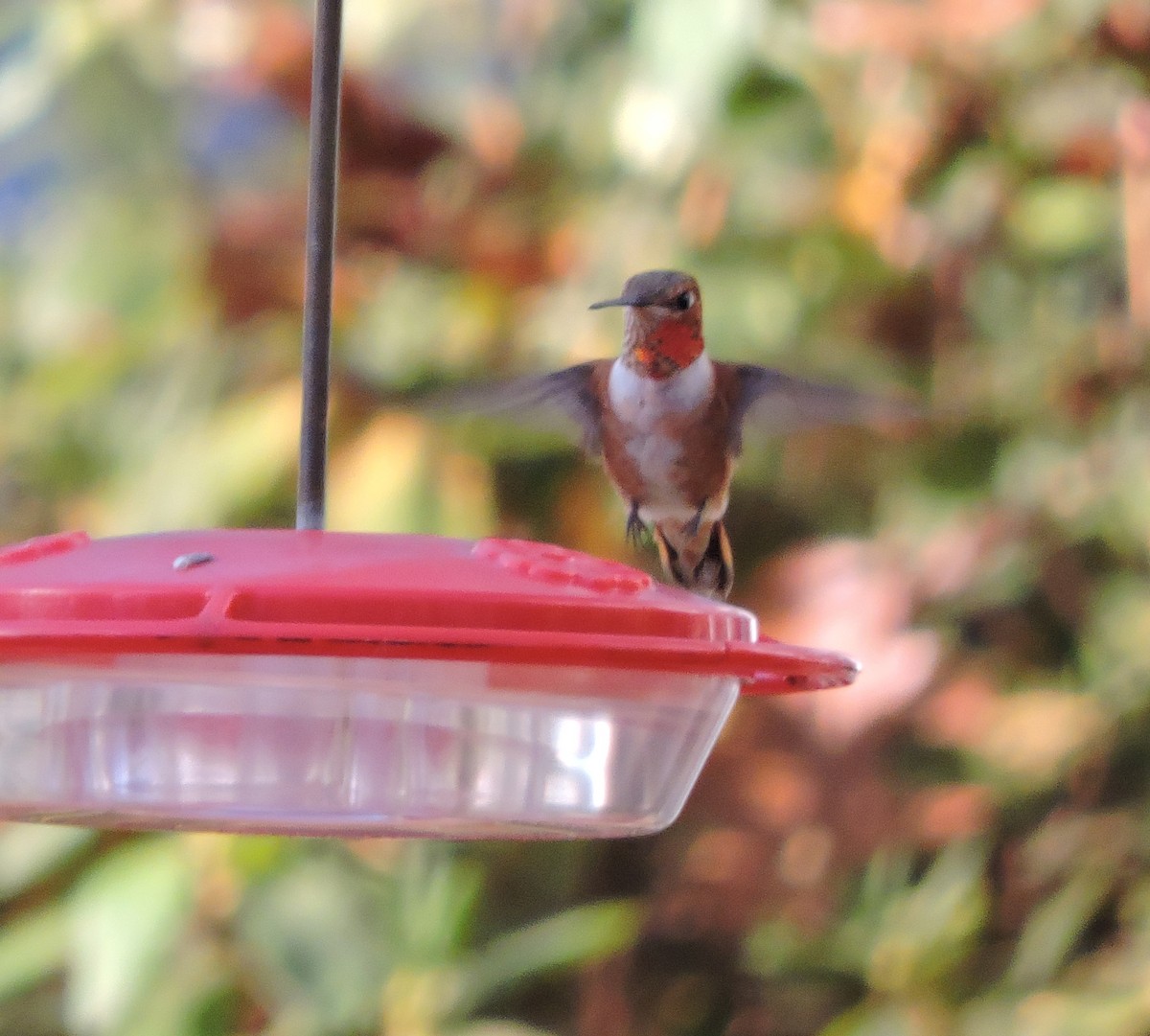Rufous Hummingbird - ML503943921