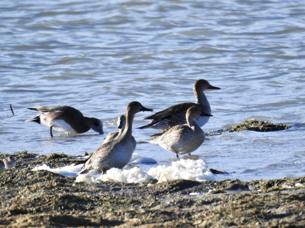 Northern Pintail - ML503946741