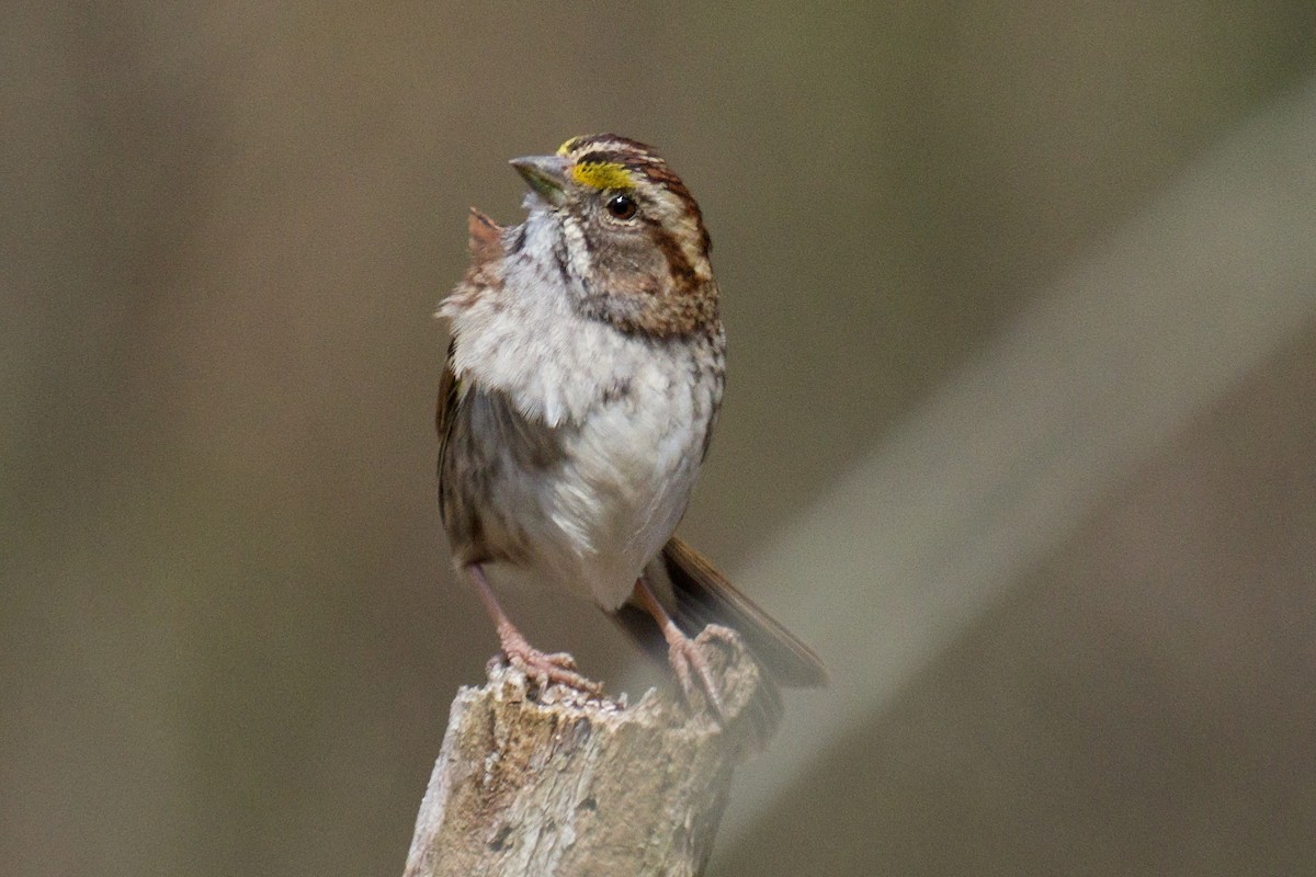 White-throated Sparrow - ML50394681