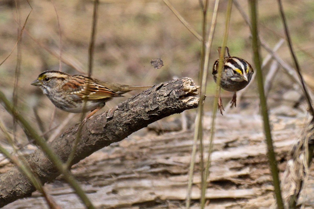 White-throated Sparrow - ML50394691