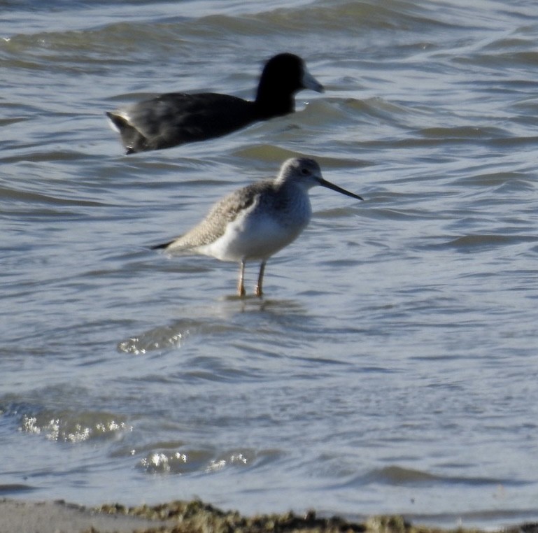 Greater Yellowlegs - ML503946911