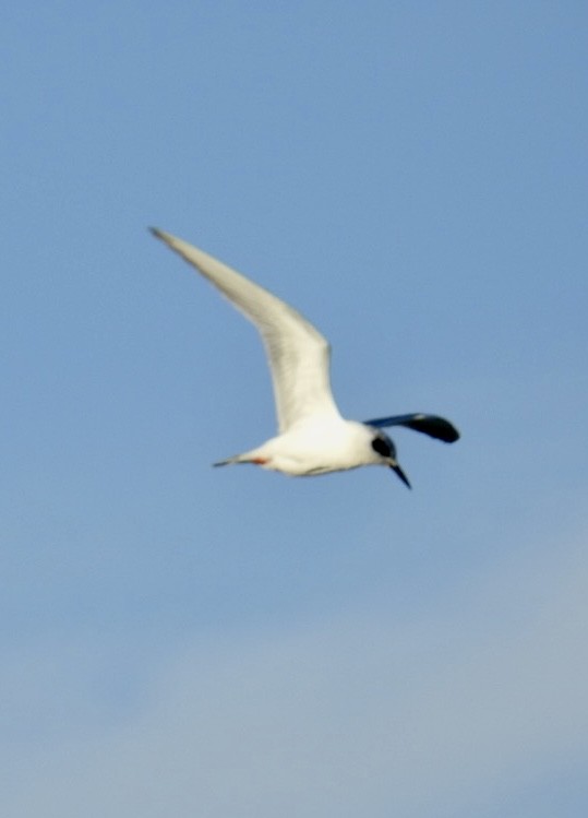 Forster's Tern - ML503946961