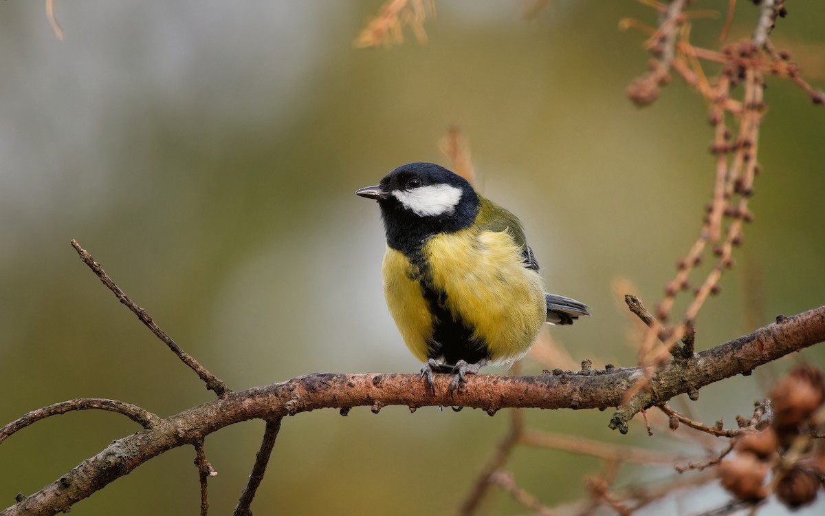 Mésange charbonnière - ML503947191