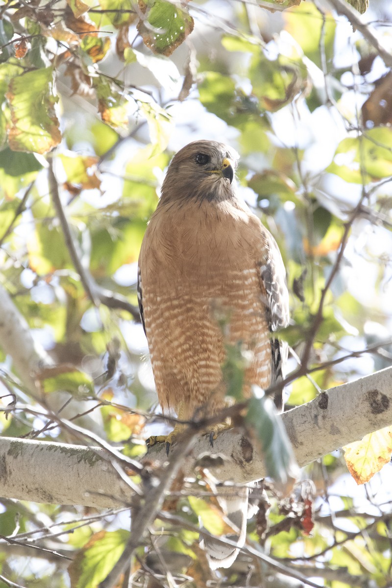 Red-shouldered Hawk (elegans) - ML50394791