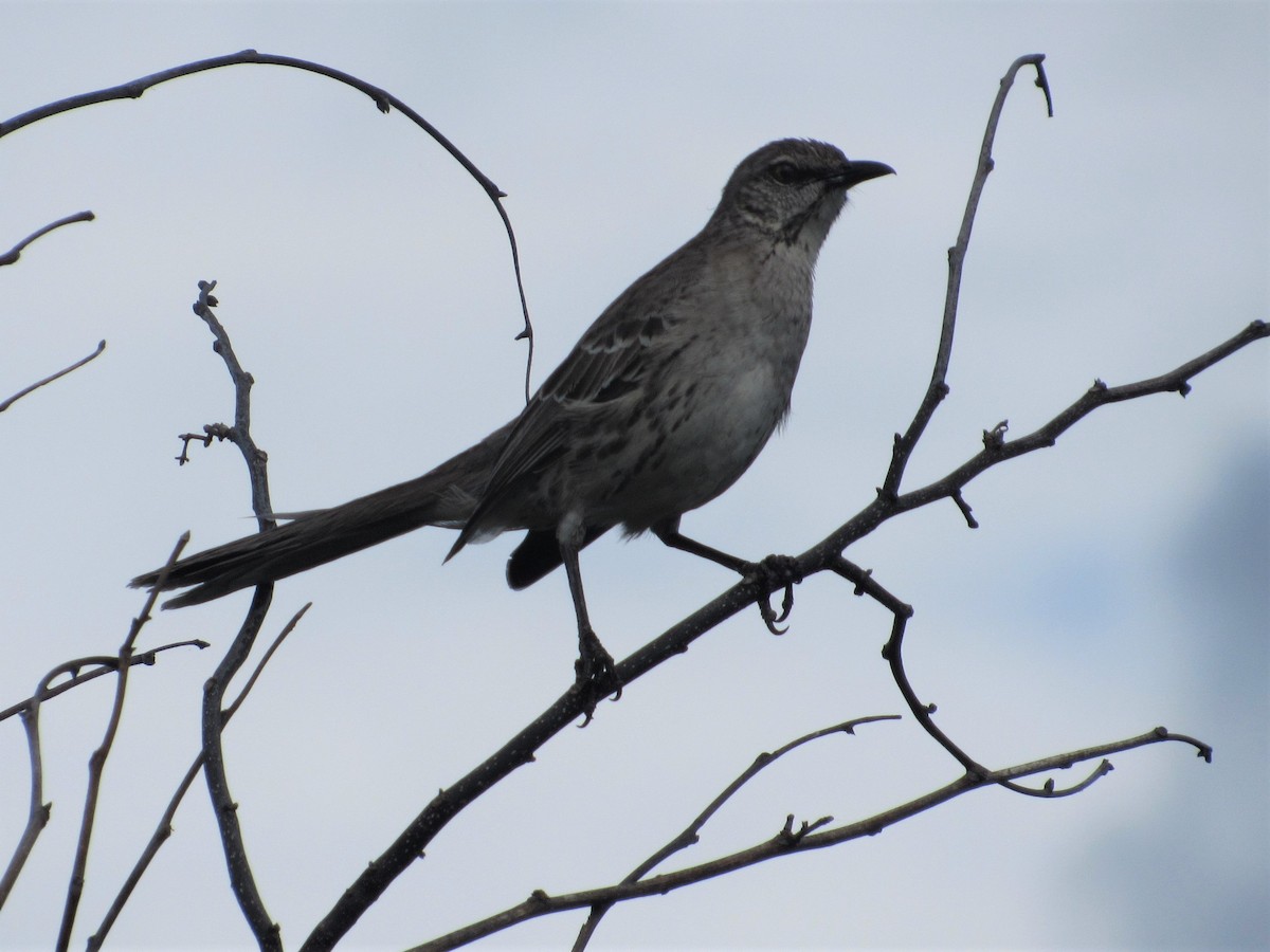 Bahama Mockingbird - Loren Hintz