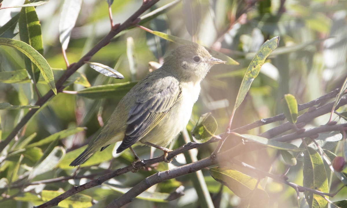 Yellow Warbler - Brian Sullivan