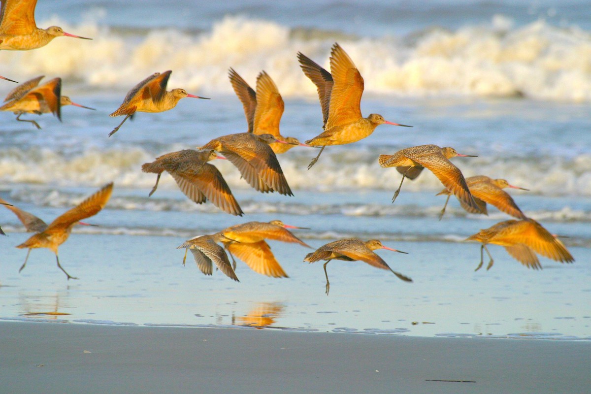 Marbled Godwit - ML503948871