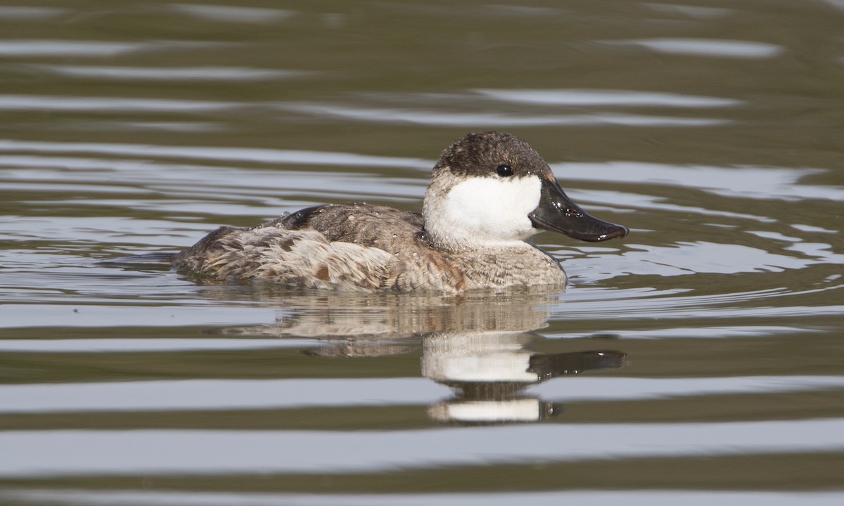 Ruddy Duck - ML50394891