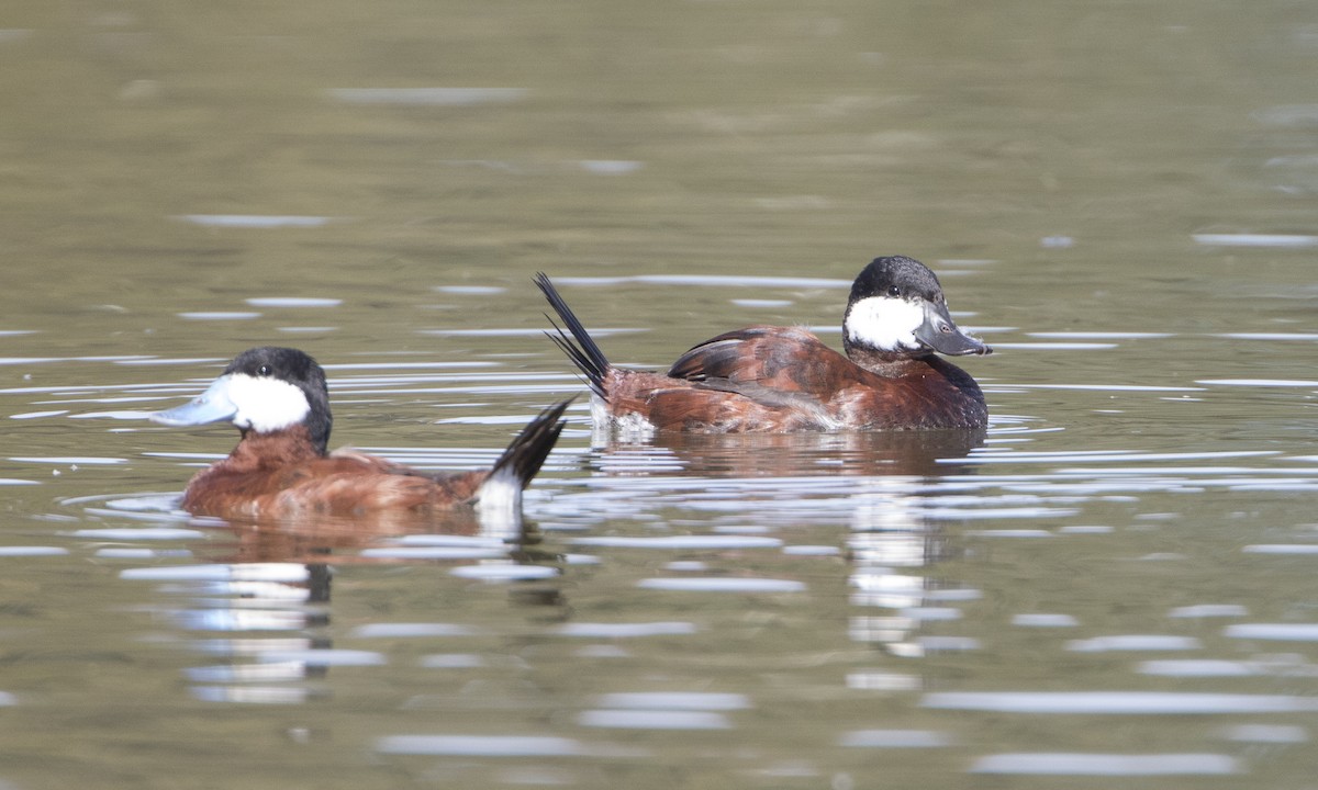 Ruddy Duck - ML50394901