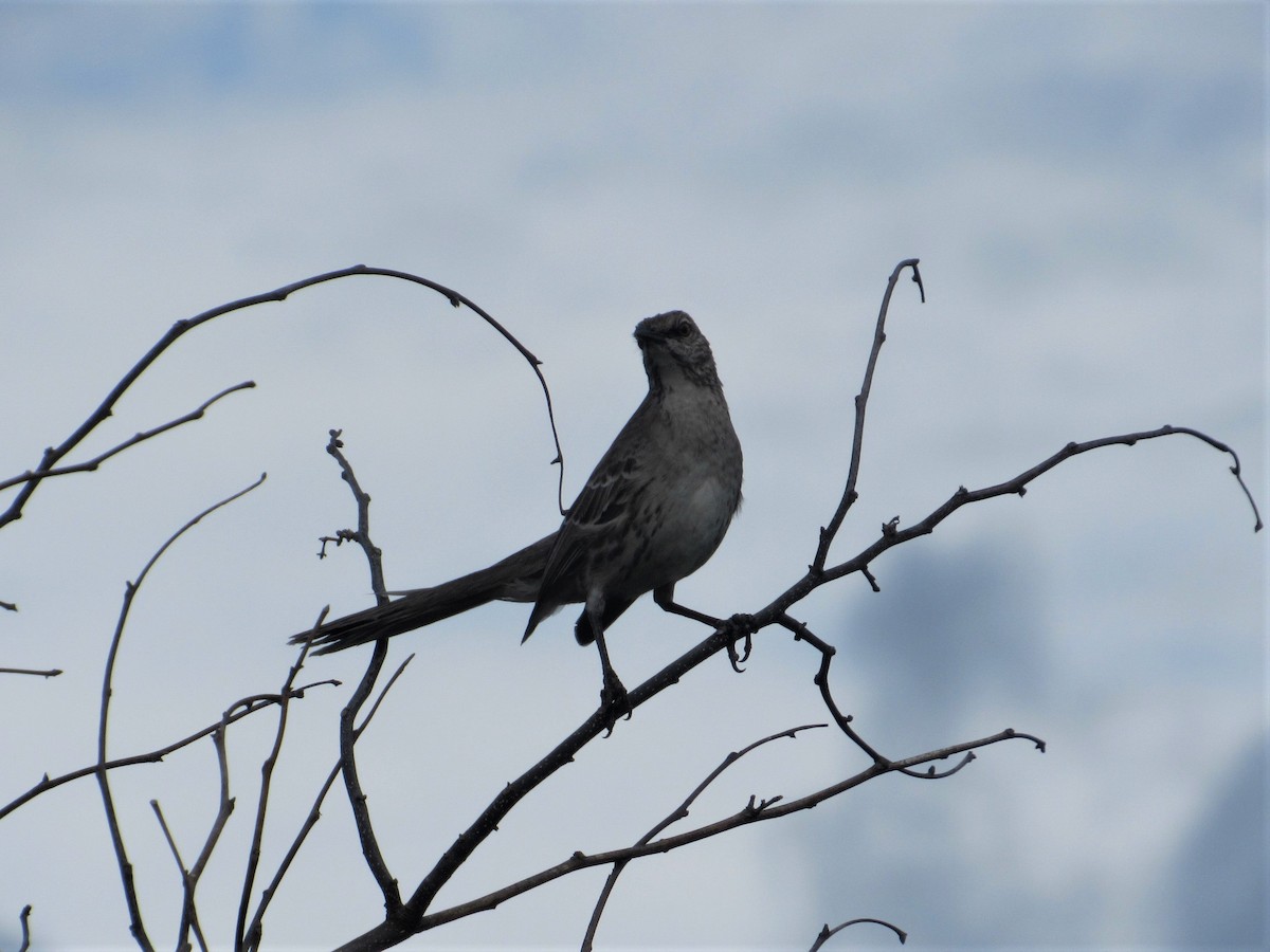 Bahama Mockingbird - Loren Hintz