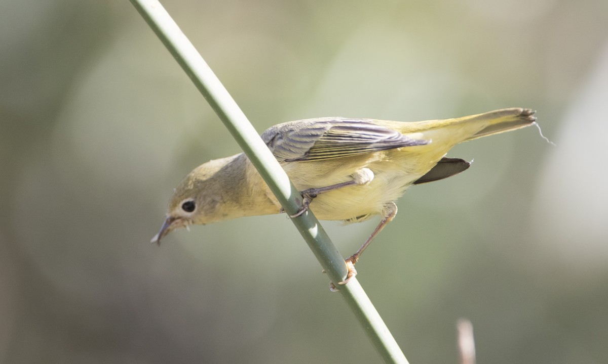 Yellow Warbler - ML50394911