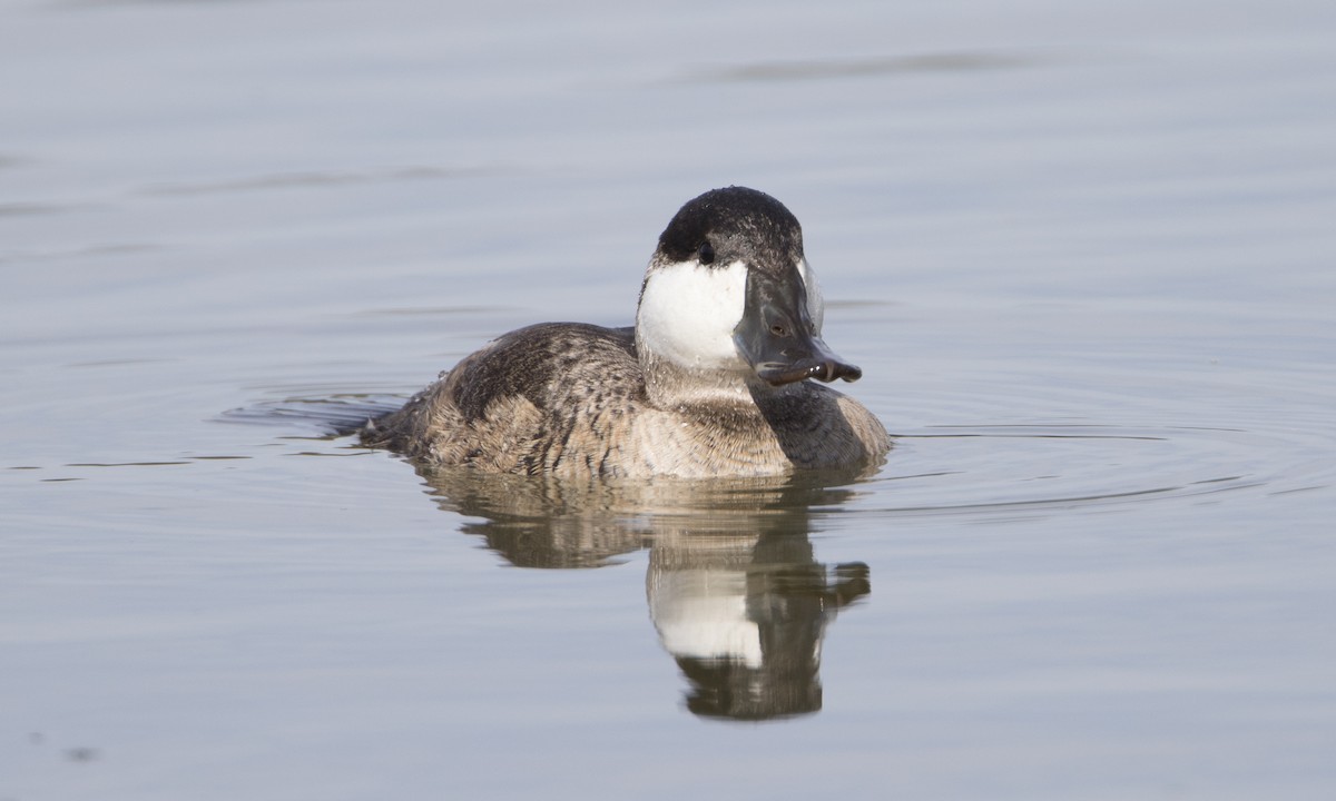 Ruddy Duck - ML50394921