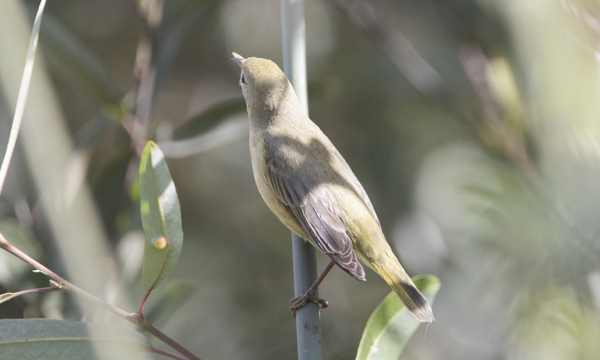 Yellow Warbler - ML50394931