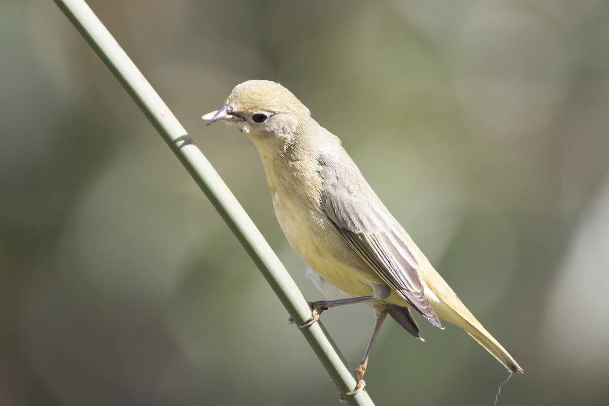 Paruline jaune - ML50394941