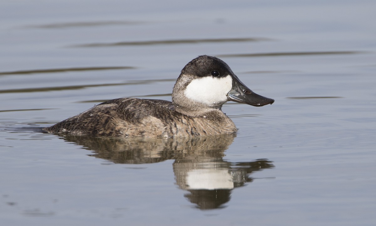 Ruddy Duck - ML50394951