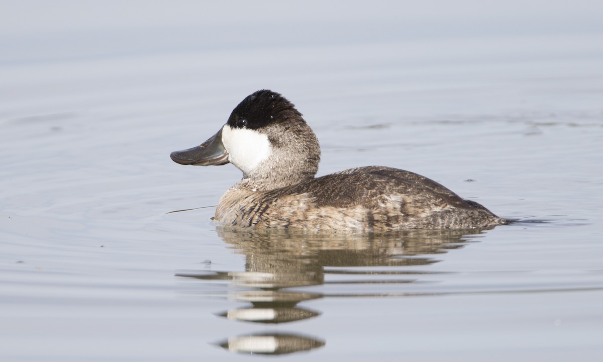 Ruddy Duck - ML50394961