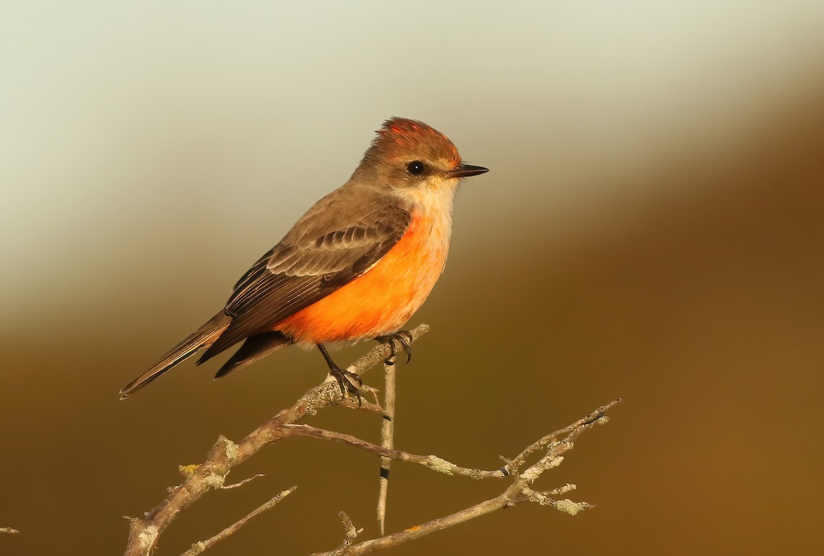 Vermilion Flycatcher - ML503949691