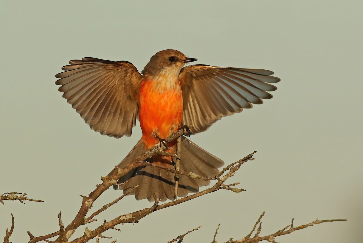 Vermilion Flycatcher - Peter Trimble