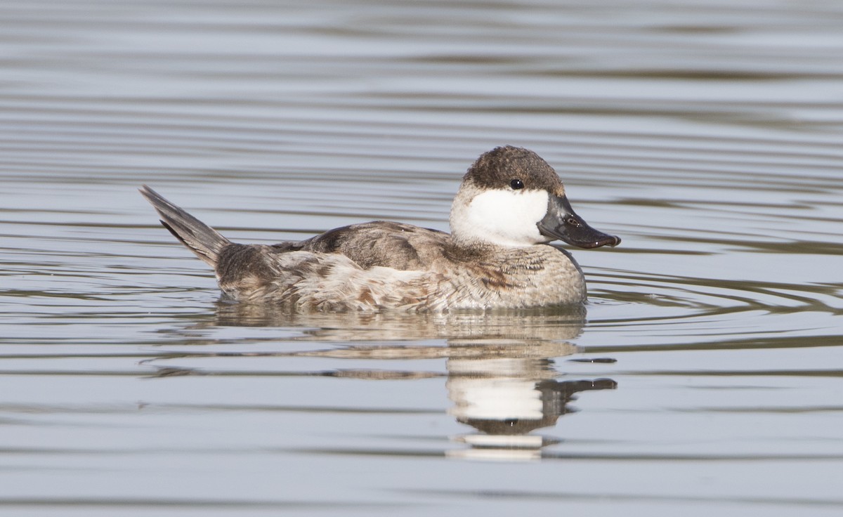 Ruddy Duck - ML50394971