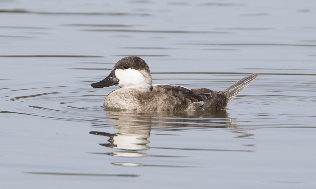 Ruddy Duck - ML50394991