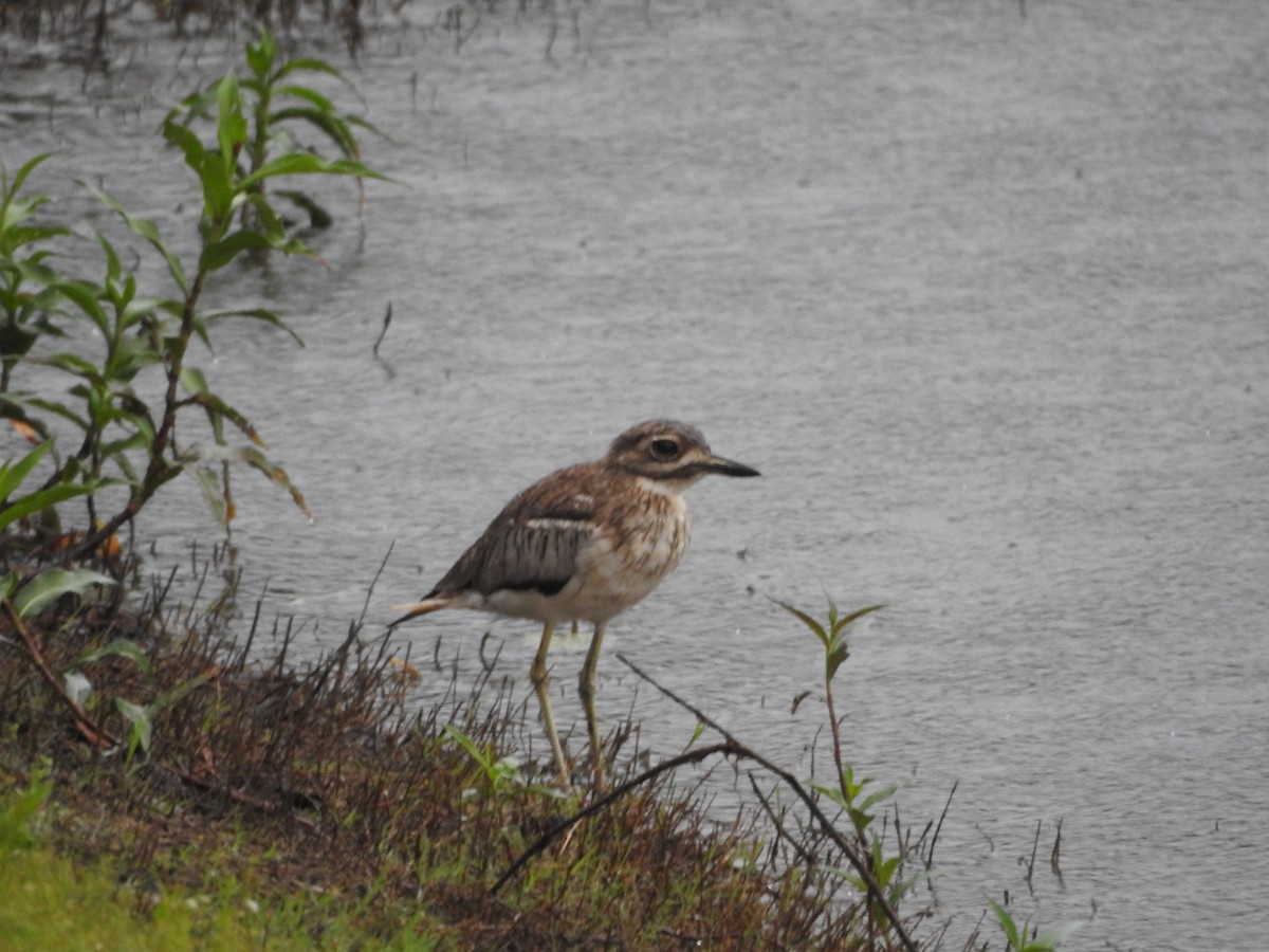 Water Thick-knee - ML503950031